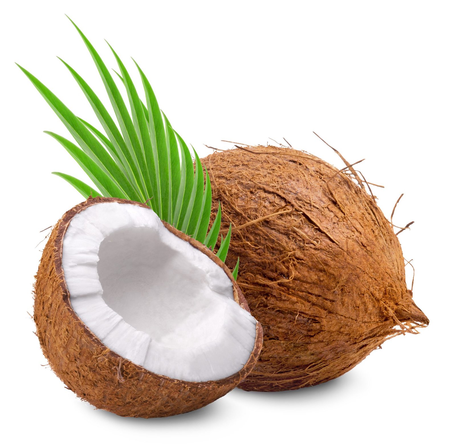 Coconut