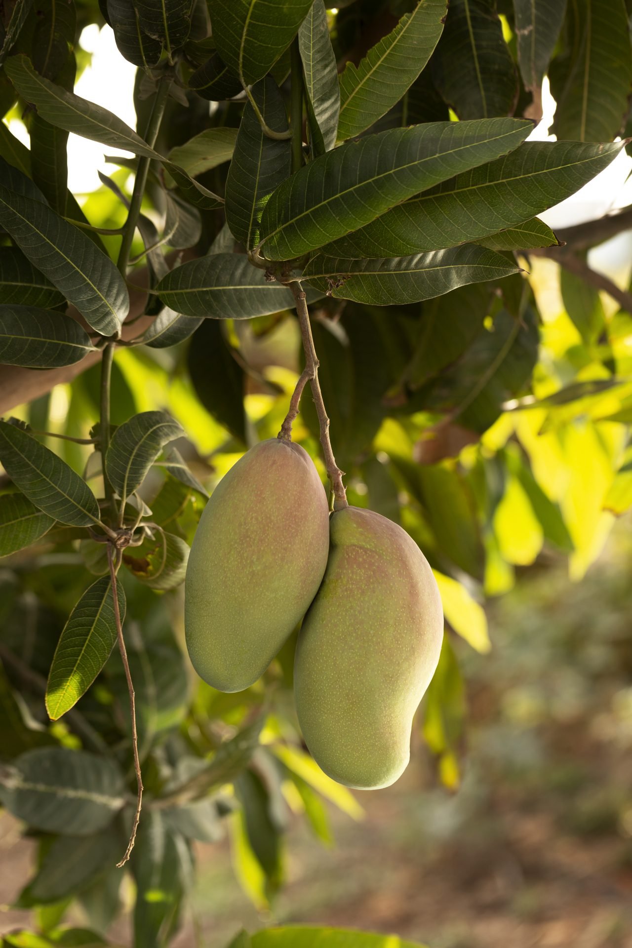 Fresh Alphonso Mangoes